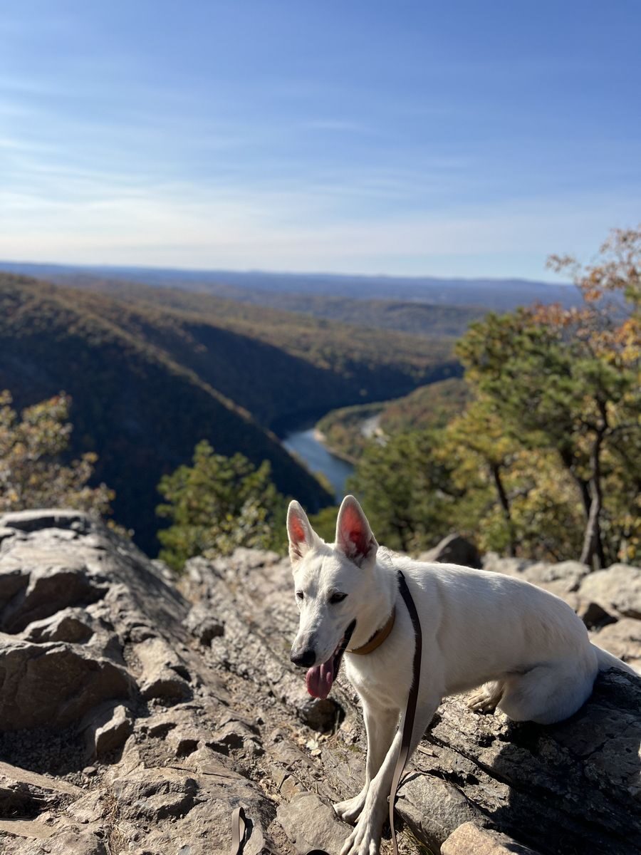 Happy pup on an adventure