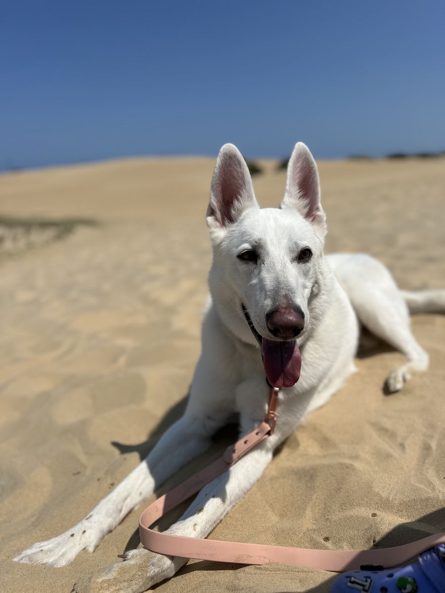 Furry friend having fun
