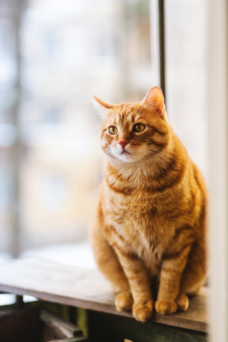 Orange cat enjoying in-home pet care