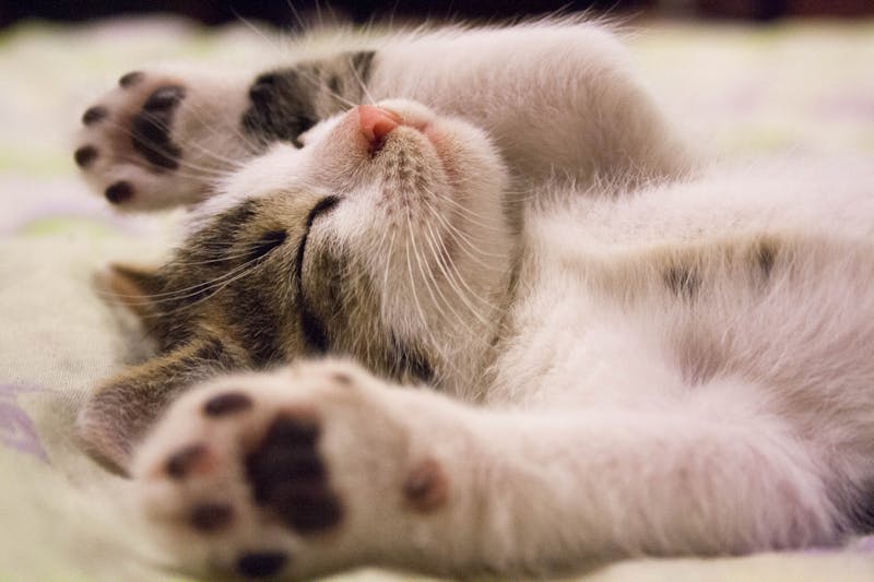 Relaxed tabby cat on a cushion