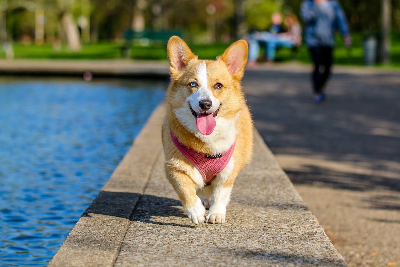 Dog playing fetch in the park