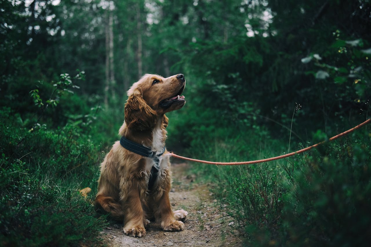 Happy dog enjoying a solo walk outdoors