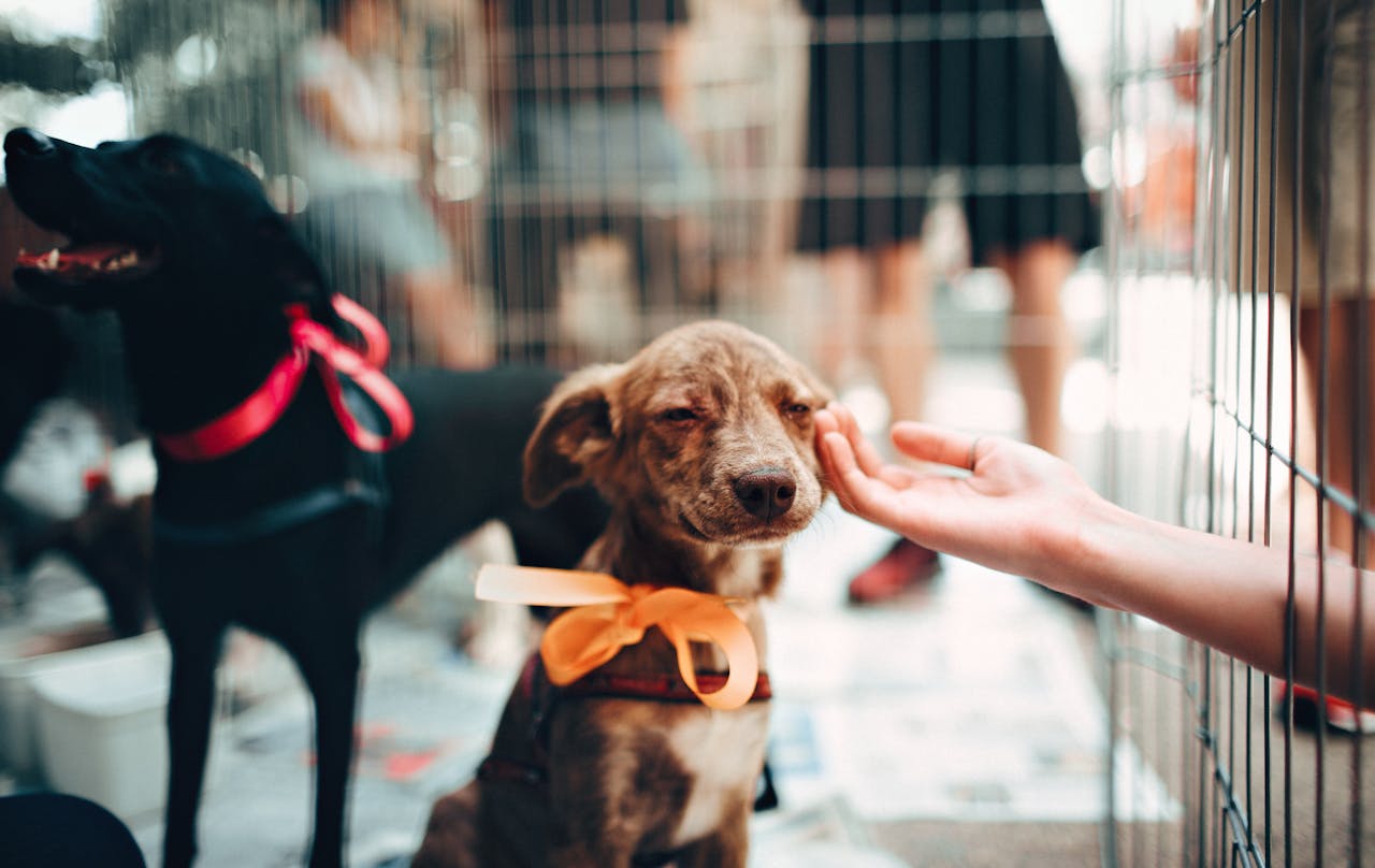 Adorable puppy during a midday visit